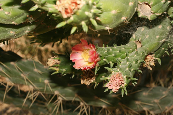 Austrocylindropuntia Subulata Flora Di Sardegna